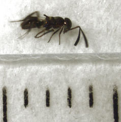 Cheiloneurus flaccus