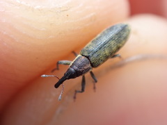 Lixus filiformis