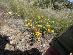 Acmispon grandiflorus