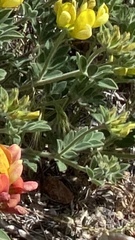Acmispon grandiflorus