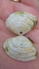 Macoma inquinata