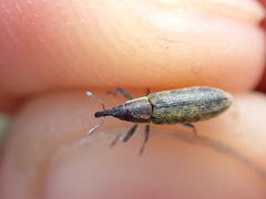 Lixus filiformis