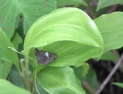 Notocrypta paralysos