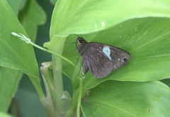 Notocrypta paralysos