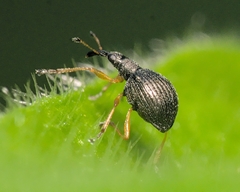 Protapion nigritarse