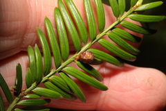 Cecidophyopsis psilaspis