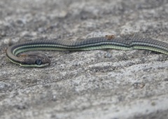 Dendrelaphis philippinensis