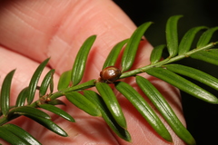 Cecidophyopsis psilaspis