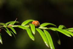Cecidophyopsis psilaspis