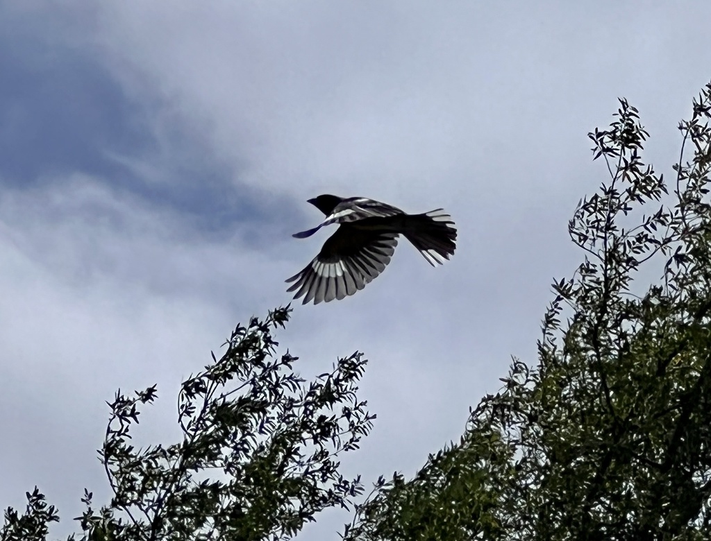Black headed grosbeak from rancho canada gold open space preserve san