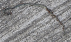 Dendrelaphis philippinensis