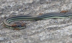 Dendrelaphis philippinensis