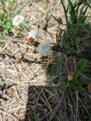Cigaritis tavetensis