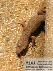 Hemidactylus bowringii