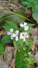 Cardamine altaica