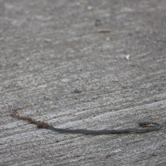 Dendrelaphis philippinensis
