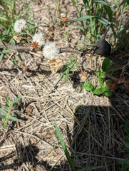 Cigaritis tavetensis