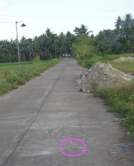 Dendrelaphis philippinensis