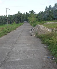 Dendrelaphis philippinensis