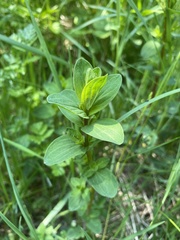 Hypericum maculatum obtusiusculum