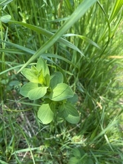 Hypericum maculatum obtusiusculum