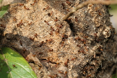 Crematogaster castanea