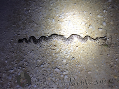 Sistrurus tergeminus