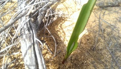 Thelymitra sargentii