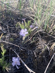 Phlox caespitosa