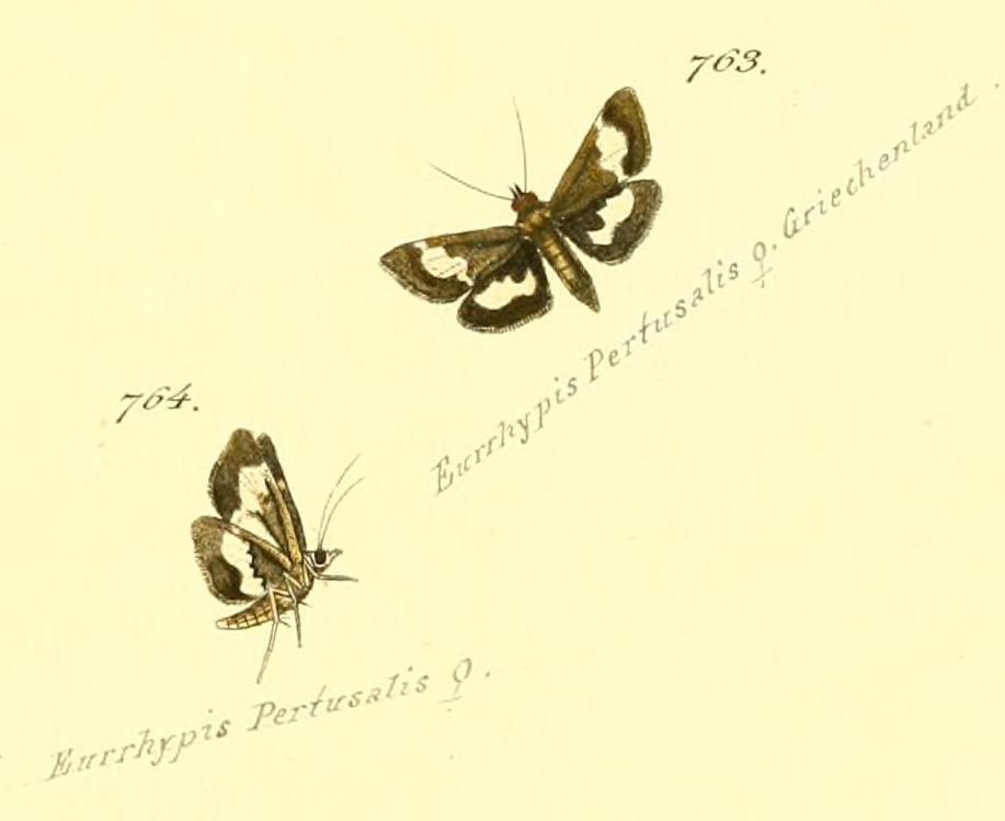 Tretopteryx