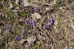 Viola irinae