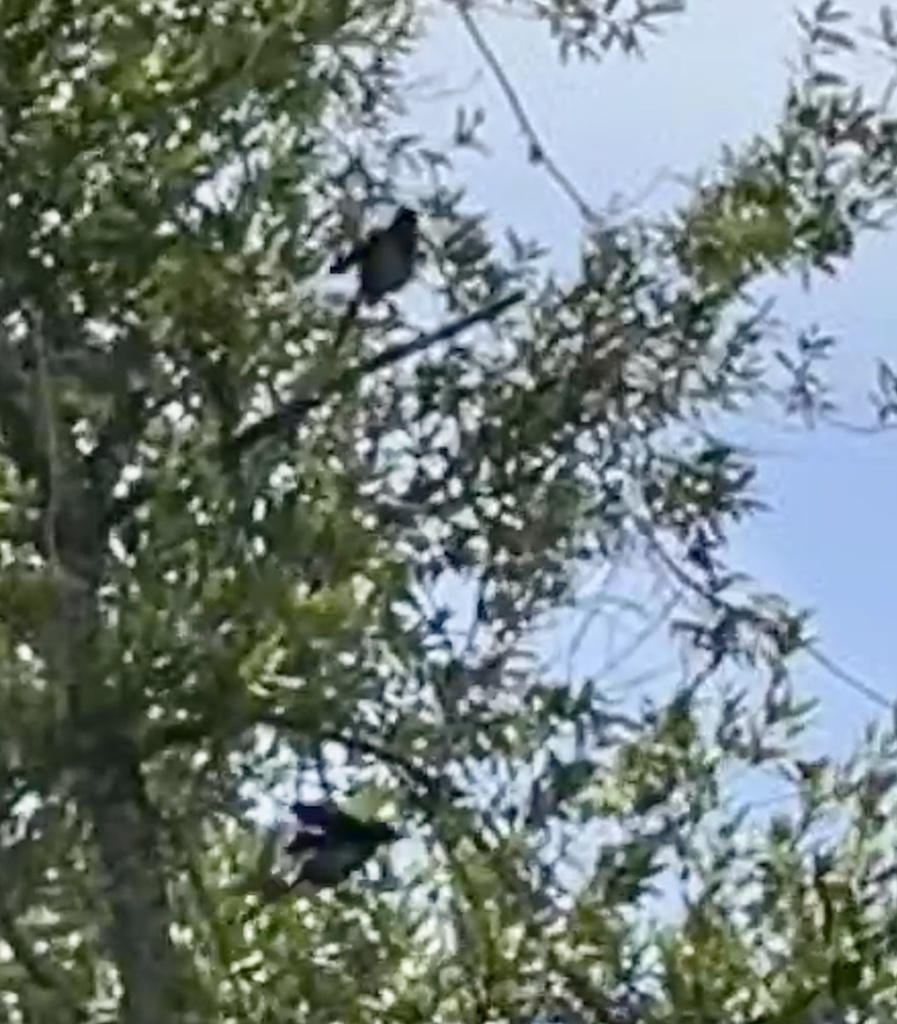 Crows jays and magpies from rancho canada gold open space preserve