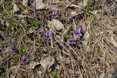 Viola irinae