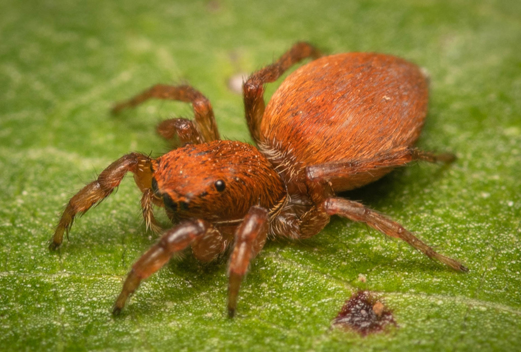 Phlegra etosha