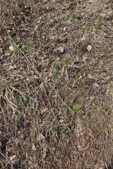 Viola irinae