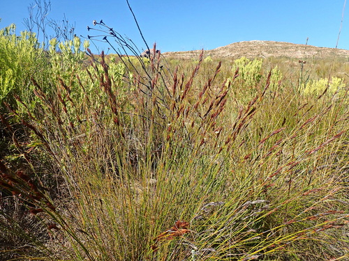 Image of Thamnochortus cinereus by no rights reserved
