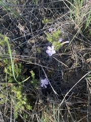 Phlox caespitosa