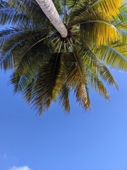 Cocos nucifera