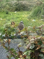 Zonotrichia leucophrys