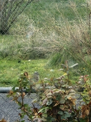 Zonotrichia leucophrys