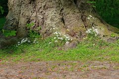 Ornithogalum umbellatum