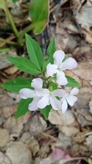 Cardamine altaica