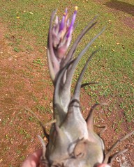 Tillandsia seleriana