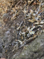 Henrya insularis