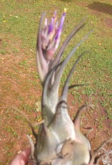 Tillandsia seleriana
