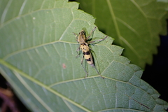 Chlorophorus signaticollis