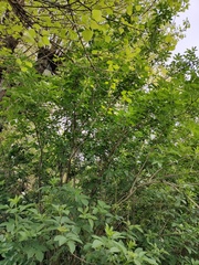Aegithalos caudatus