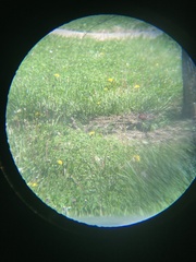 Haemorhous mexicanus