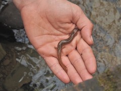 Gyrinophilus porphyriticus