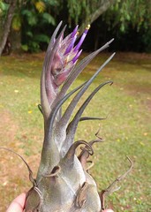 Tillandsia seleriana